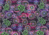 Sea Dreaming purple aboriginal fabric by Australian artist Heather Kennedy is a delightful design of baby turtles in lime green and white on a purple background, with round intricate (sand dollar?) shapes in glowing pink and blue thrown in for fun. 