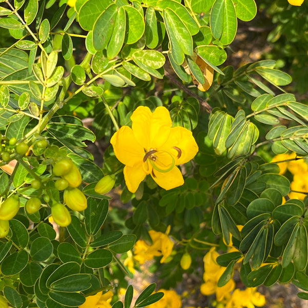 Special Buy -Senna blue, designed by Patricia Weeks