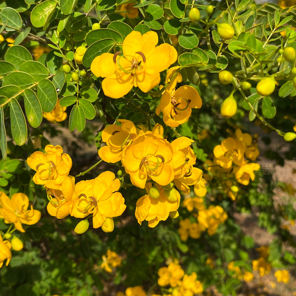 Special Buy -Senna blue, designed by Patricia Weeks