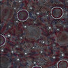 Wild Bush Flowers Dreaming, red, by Aboriginal artist Tanya Price, is a delicate line drawing of flowers in red, black and white, with a smart purple color wash blended in.